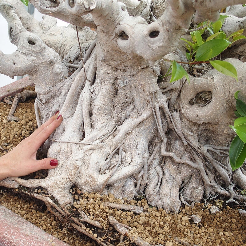 Pokojová bonsai - Ficus retusa -  malolistý fíkus