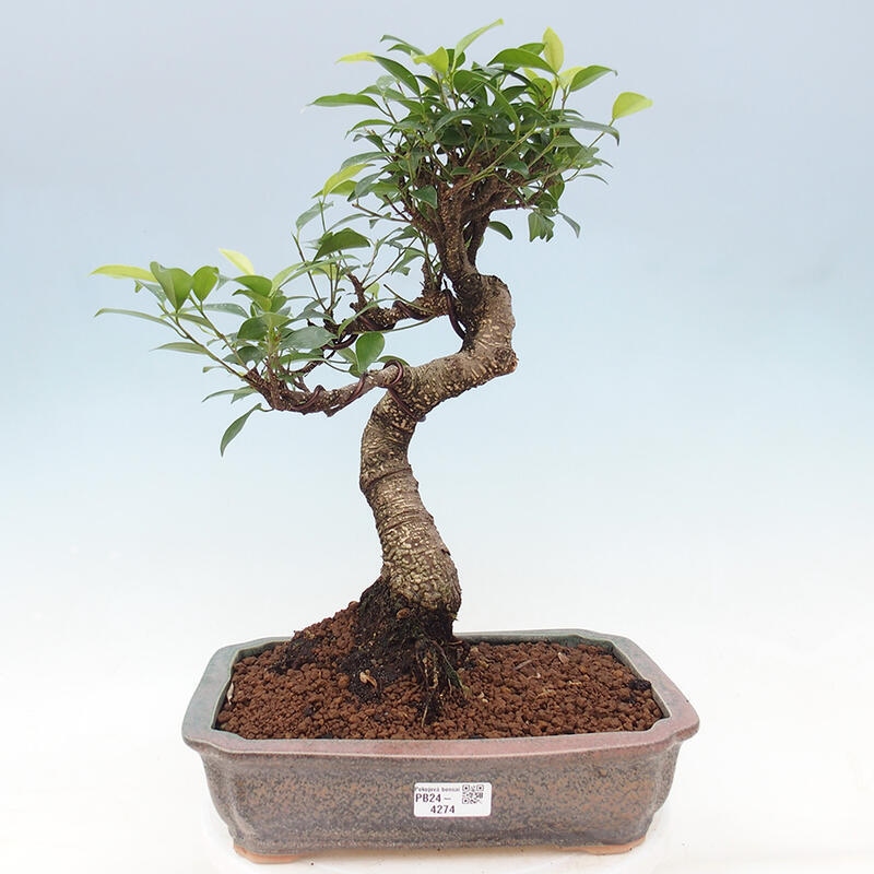 Pokojová bonsai - Ficus retusa -  malolistý fíkus