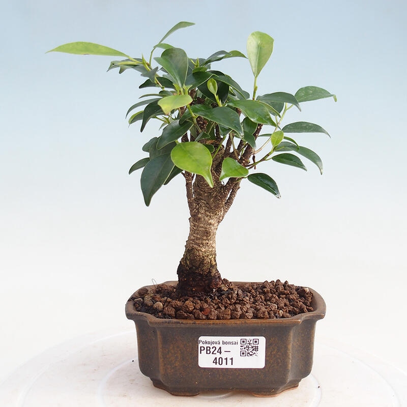 Pokojová bonsai - Ficus retusa -  malolistý fíkus