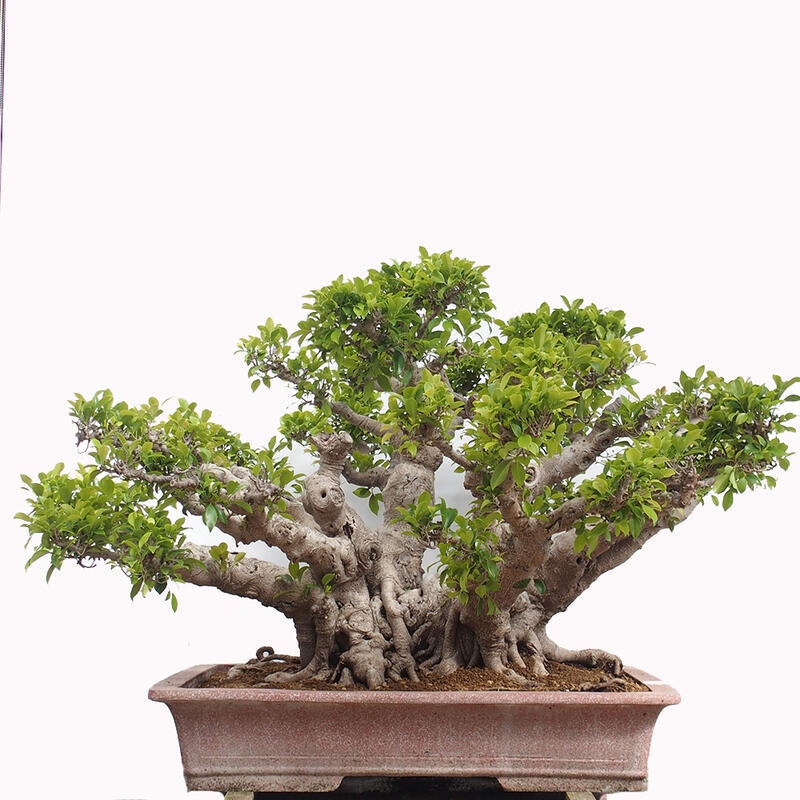 Pokojová bonsai - Ficus retusa -  malolistý fíkus