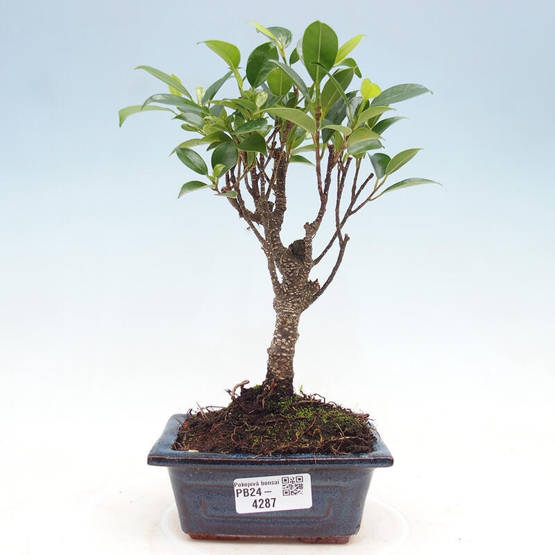 Pokojová bonsai - Ficus retusa -  malolistý fíkus