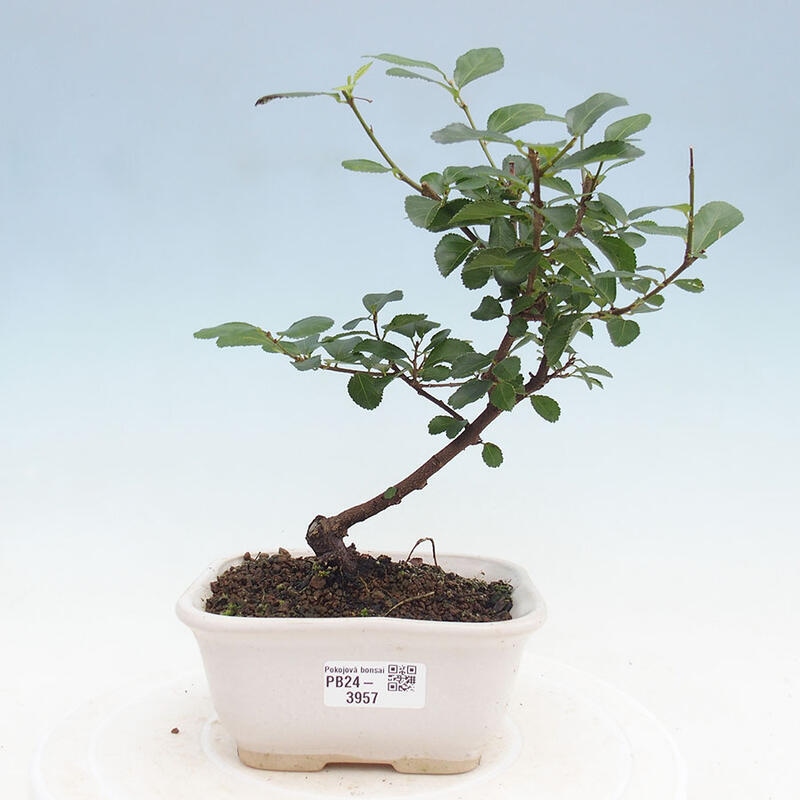 Pokojová bonsai - Grewia occidentalis - Hvězdice levandulová