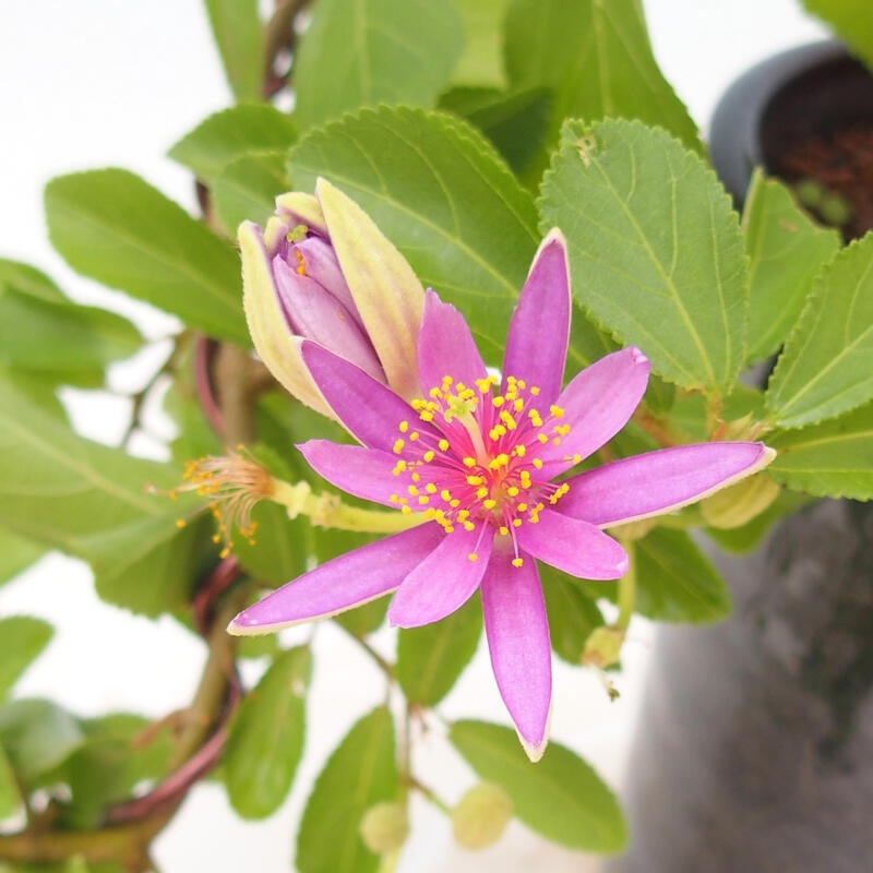 Pokojová bonsai - Grewia occidentalis - Hvězdice levandulová