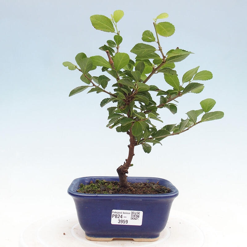 Pokojová bonsai - Grewia occidentalis - Hvězdice levandulová