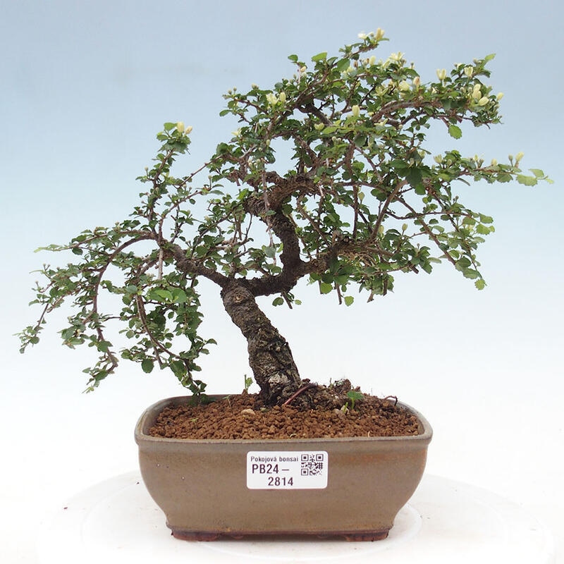 Pokojová bonsai - Grewia sp. - Grewie malolistá