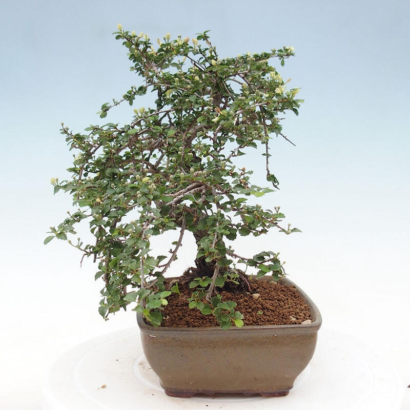 Pokojová bonsai - Grewia sp. - Grewie malolistá