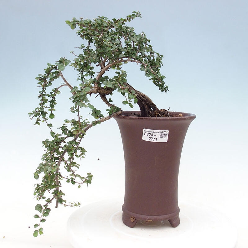 Pokojová bonsai - Grewia sp. - Grewie malolistá