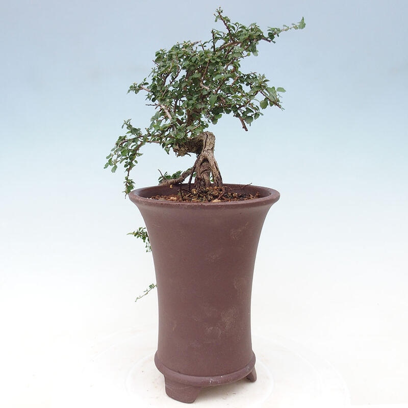 Pokojová bonsai - Grewia sp. - Grewie malolistá