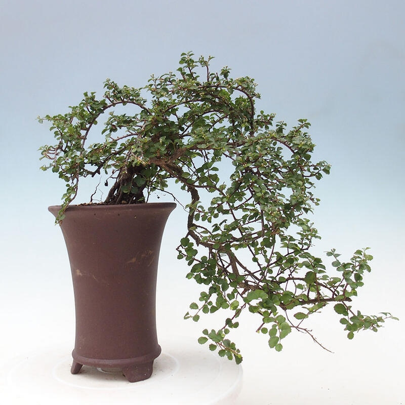 Pokojová bonsai - Grewia sp. - Grewie malolistá