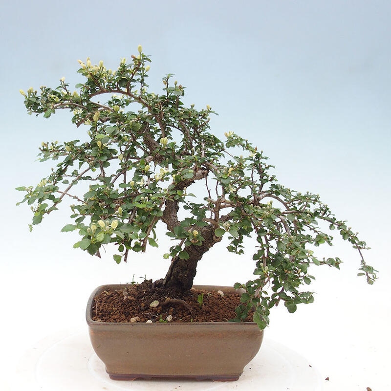 Pokojová bonsai - Grewia sp. - Grewie malolistá