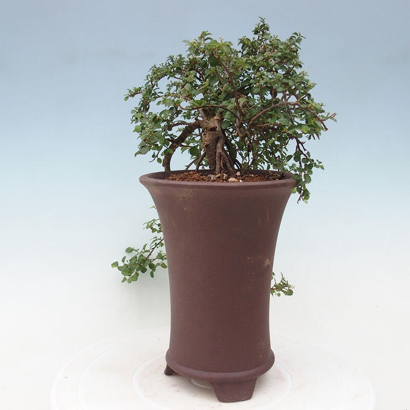 Pokojová bonsai - Grewia sp. - Grewie malolistá