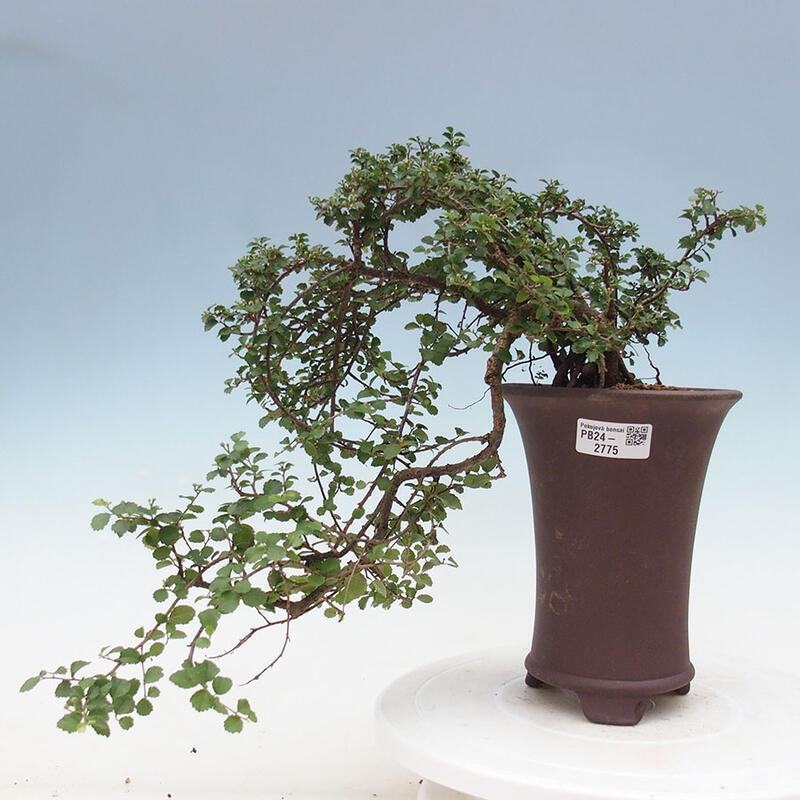 Pokojová bonsai - Grewia sp. - Grewie malolistá