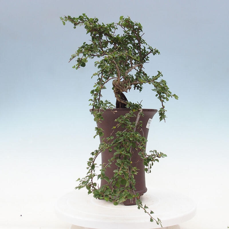 Pokojová bonsai - Grewia sp. - Grewie malolistá