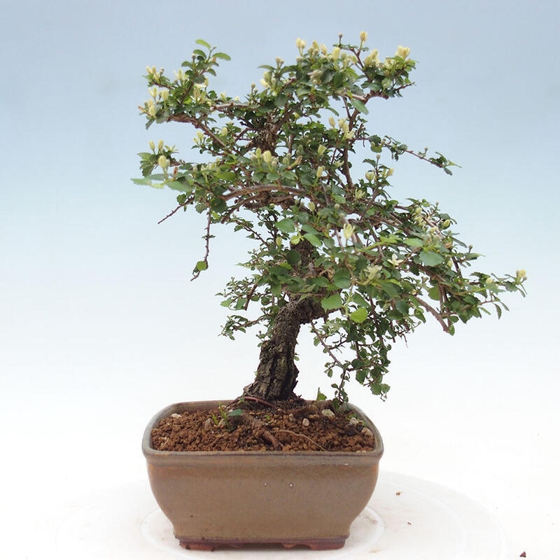 Pokojová bonsai - Grewia sp. - Grewie malolistá