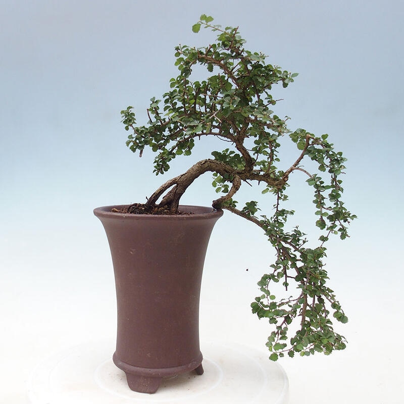 Pokojová bonsai - Grewia sp. - Grewie malolistá