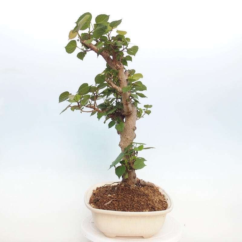 Pokojová bonsai - Hibiscus tiliaceus - Ibišek lípovitý, morský