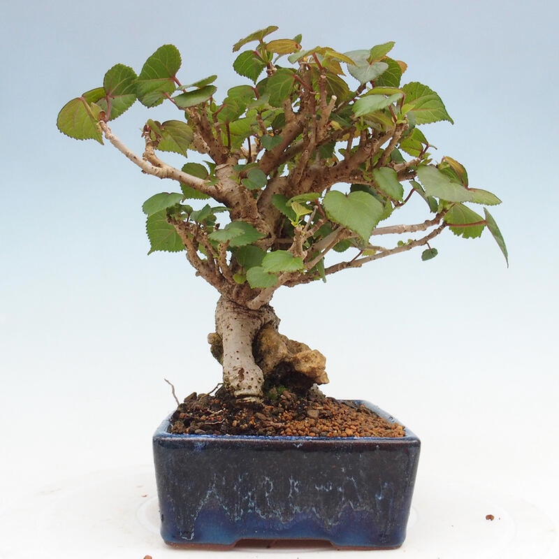 Pokojová bonsai - Hibiscus tiliaceus - Ibišek lípovitý, morský