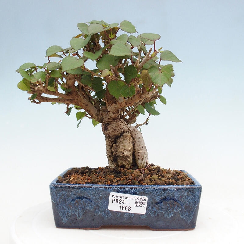 Pokojová bonsai - Hibiscus tiliaceus - Ibišek lípovitý, morský