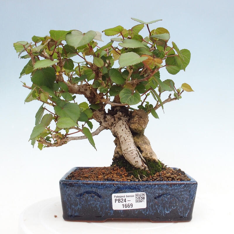 Pokojová bonsai - Hibiscus tiliaceus - Ibišek lípovitý, morský