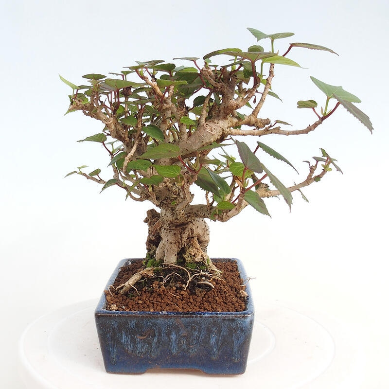 Pokojová bonsai - Hibiscus tiliaceus - Ibišek lípovitý, morský