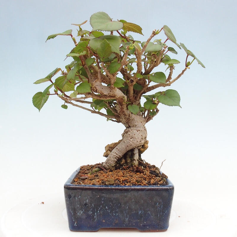 Pokojová bonsai - Hibiscus tiliaceus - Ibišek lípovitý, morský