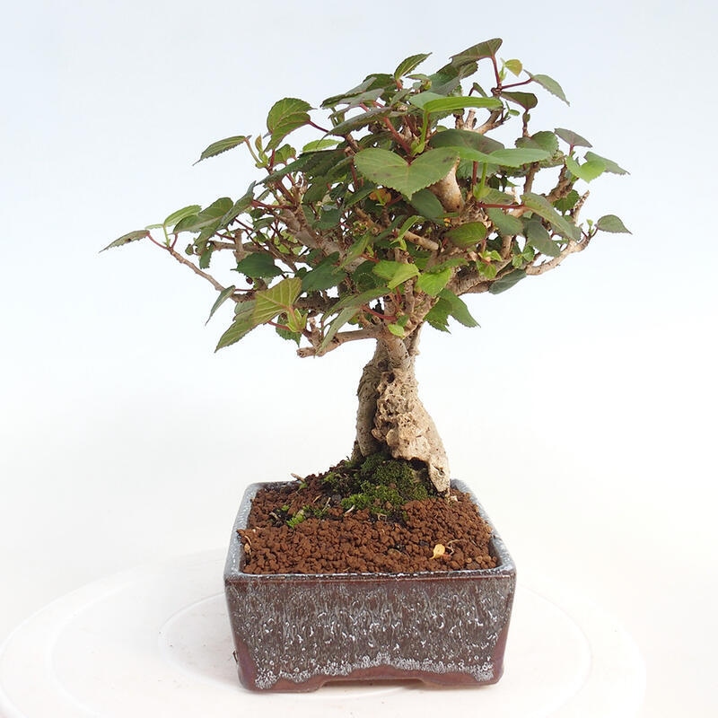 Pokojová bonsai - Hibiscus tiliaceus - Ibišek lípovitý, morský