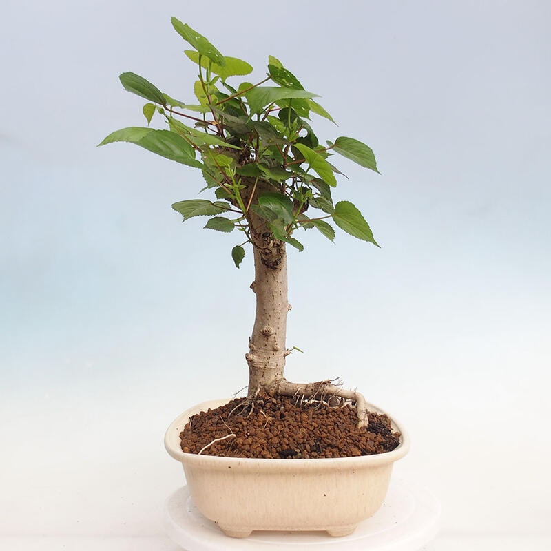 Pokojová bonsai - Hibiscus tiliaceus - Ibišek lípovitý, morský