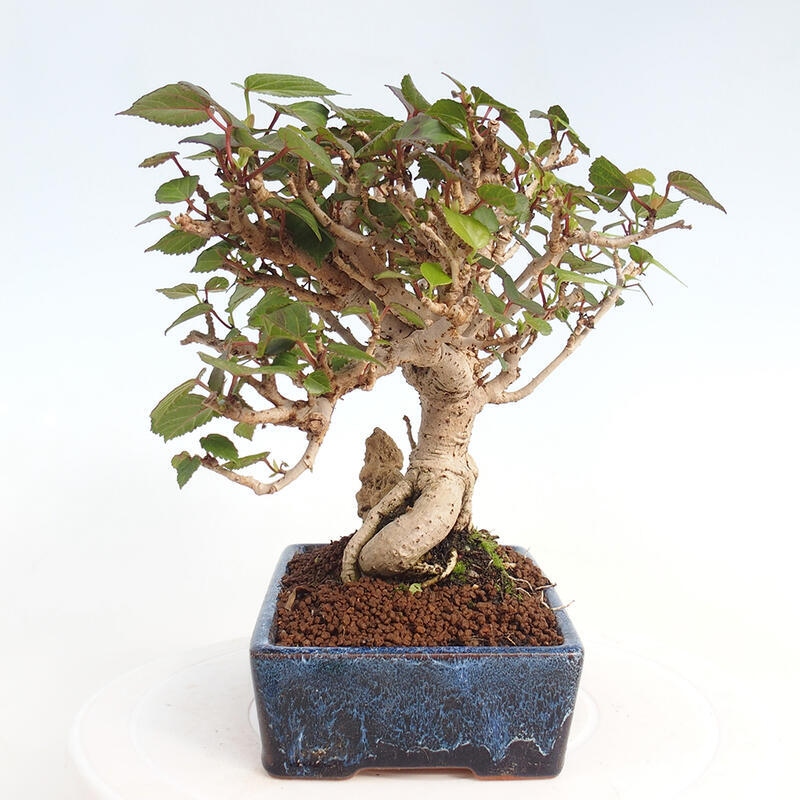 Pokojová bonsai - Hibiscus tiliaceus - Ibišek lípovitý, morský