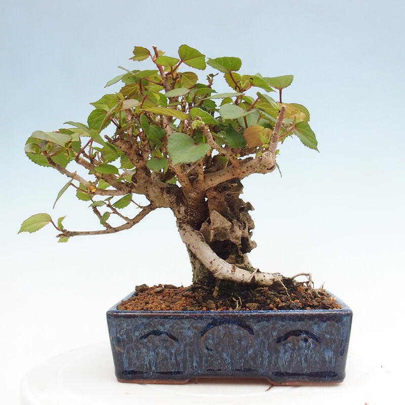 Pokojová bonsai - Hibiscus tiliaceus - Ibišek lípovitý, morský