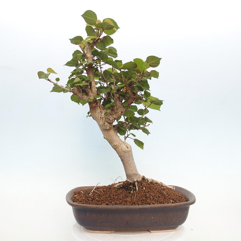 Pokojová bonsai - Hibiscus tiliaceus - Ibišek lípovitý, morský