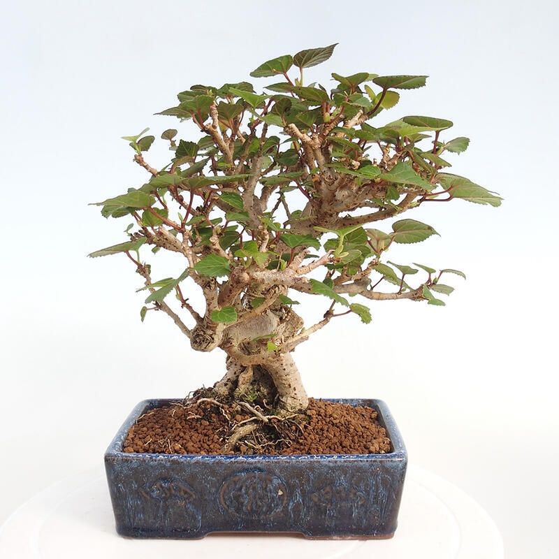 Pokojová bonsai - Hibiscus tiliaceus - Ibišek lípovitý, morský