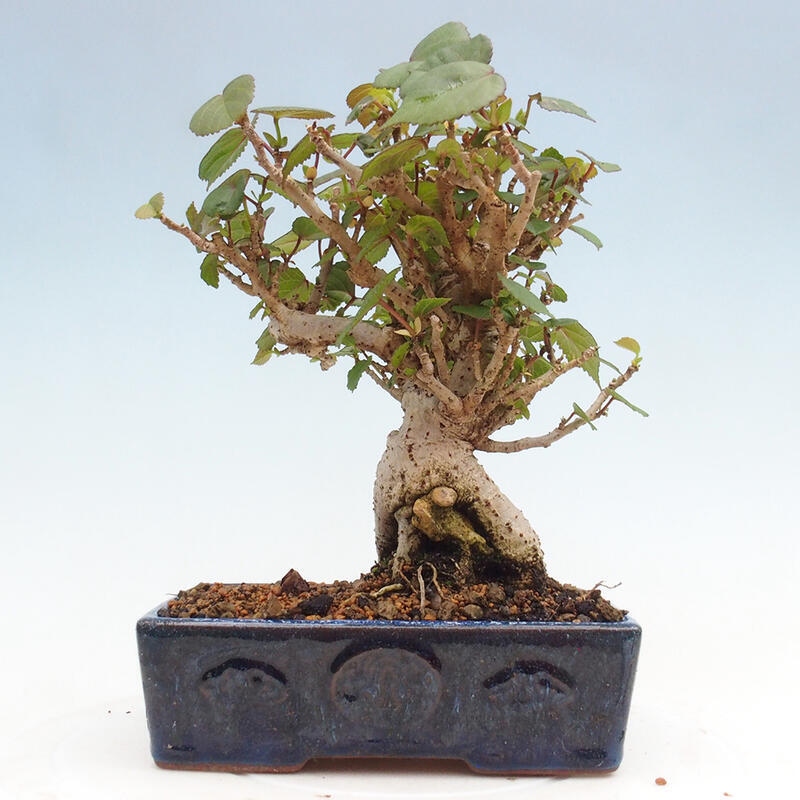 Pokojová bonsai - Hibiscus tiliaceus - Ibišek lípovitý, morský