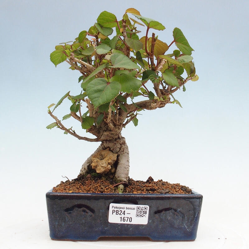 Pokojová bonsai - Hibiscus tiliaceus - Ibišek lípovitý, morský