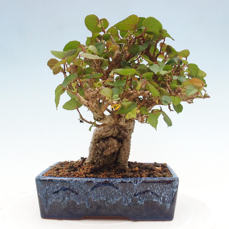 Pokojová bonsai - Hibiscus tiliaceus - Ibišek lípovitý, morský