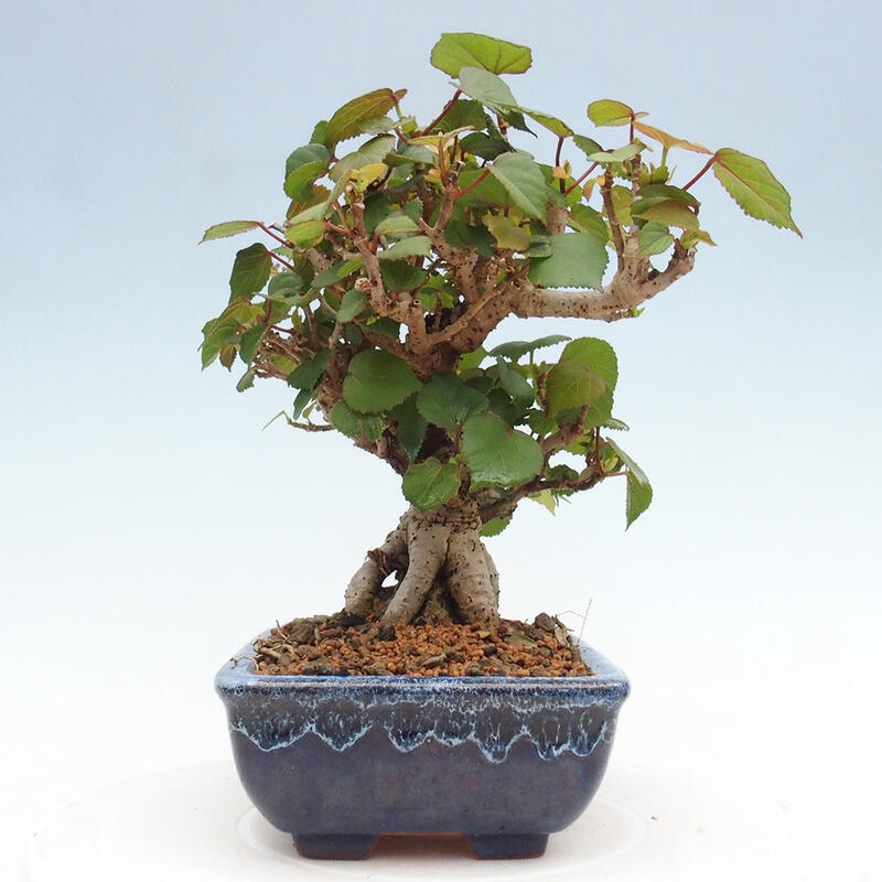 Pokojová bonsai - Hibiscus tiliaceus - Ibišek lípovitý, morský