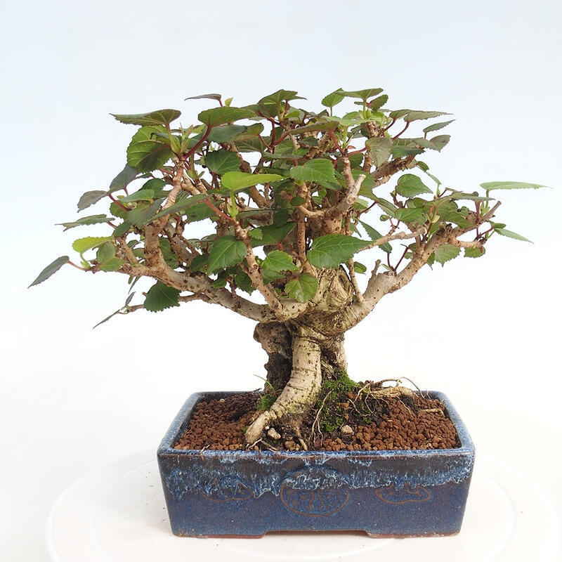 Pokojová bonsai - Hibiscus tiliaceus - Ibišek lípovitý, morský