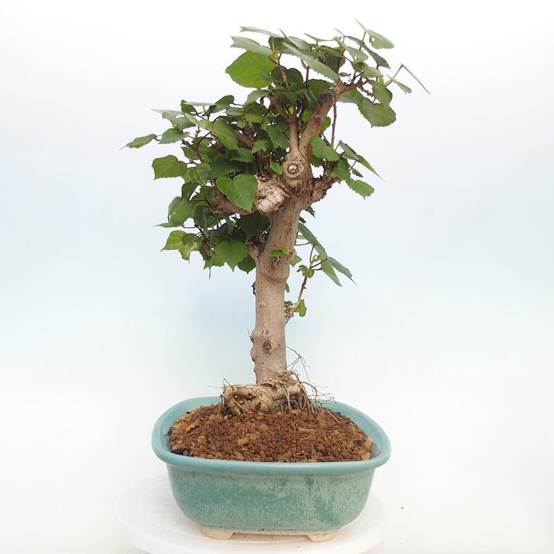 Pokojová bonsai - Hibiscus tiliaceus - Ibišek lípovitý, morský