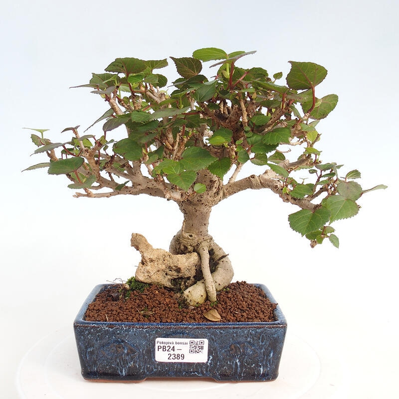 Pokojová bonsai - Hibiscus tiliaceus - Ibišek lípovitý, morský