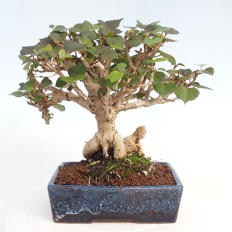 Pokojová bonsai - Hibiscus tiliaceus - Ibišek lípovitý, morský