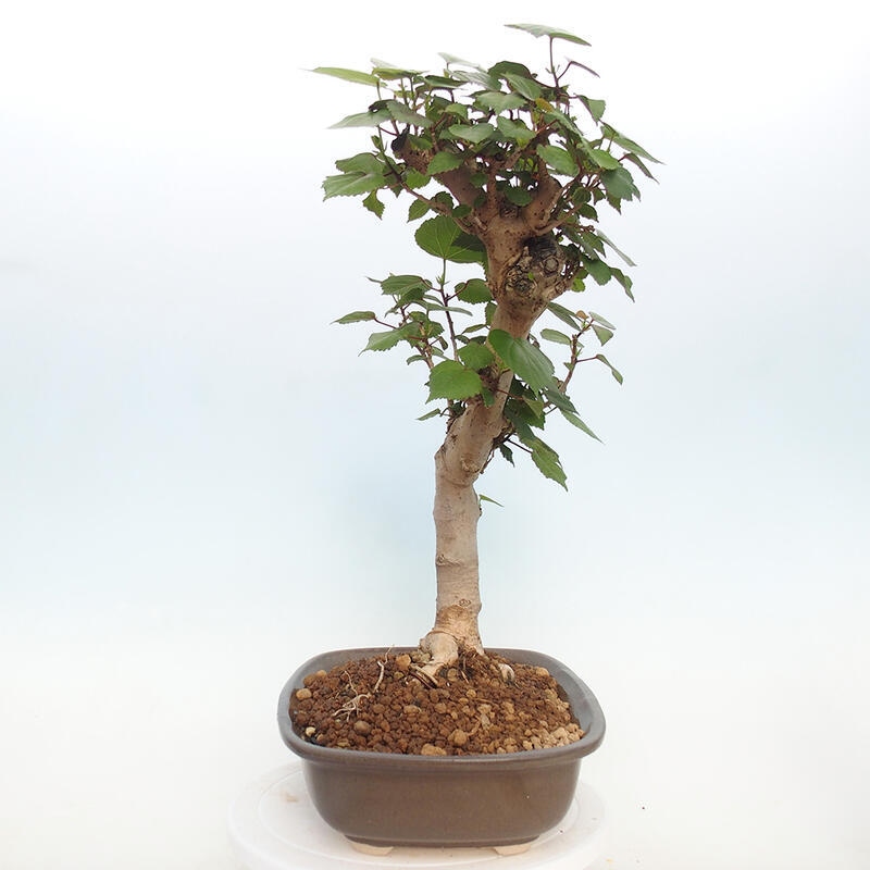 Pokojová bonsai - Hibiscus tiliaceus - Ibišek lípovitý, morský