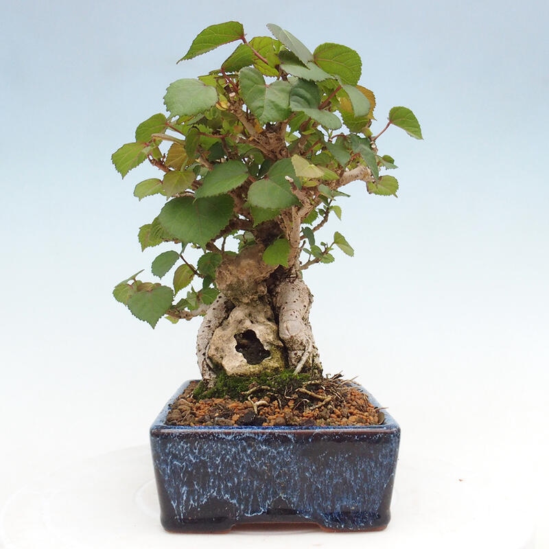 Pokojová bonsai - Hibiscus tiliaceus - Ibišek lípovitý, morský