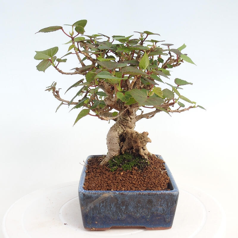 Pokojová bonsai - Hibiscus tiliaceus - Ibišek lípovitý, morský