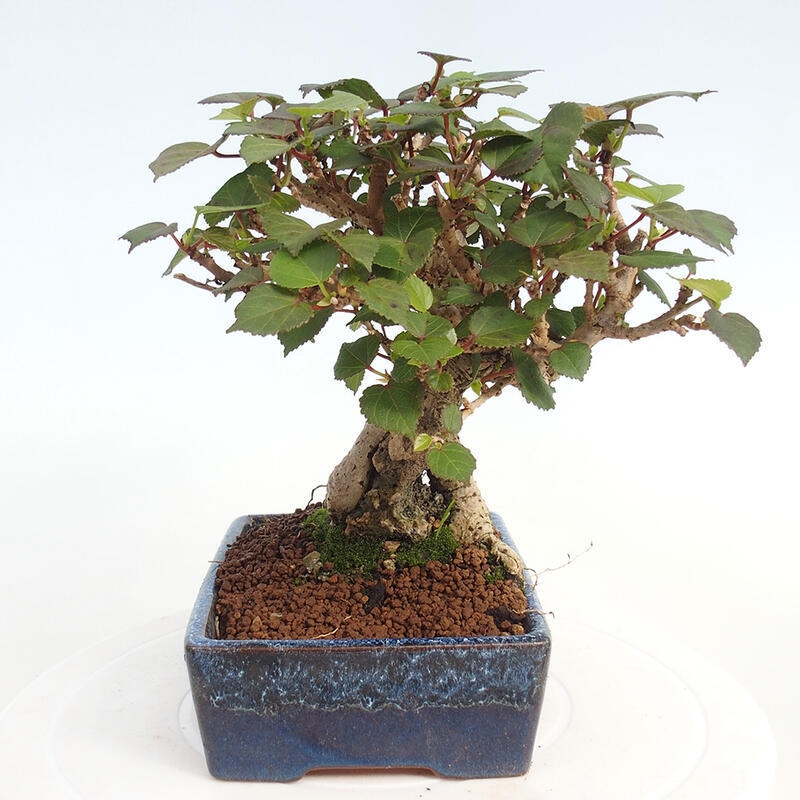 Pokojová bonsai - Hibiscus tiliaceus - Ibišek lípovitý, morský