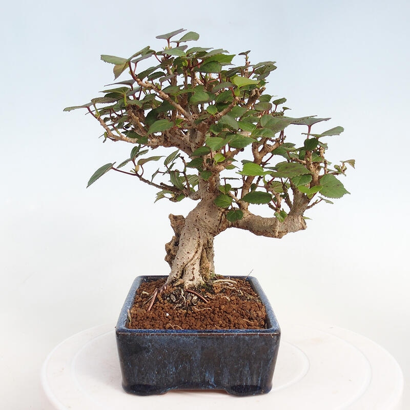 Pokojová bonsai - Hibiscus tiliaceus - Ibišek lípovitý, morský