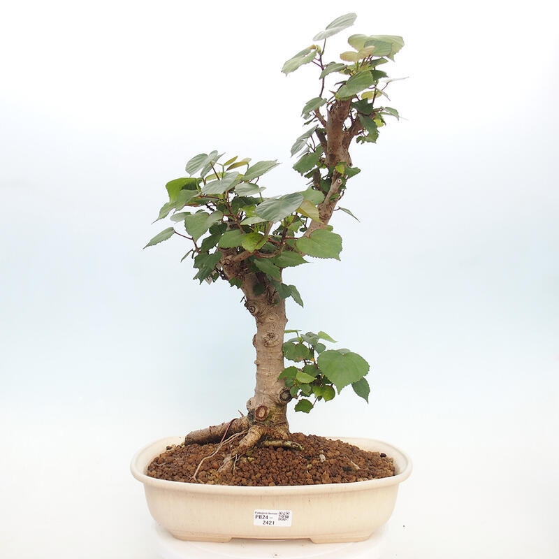 Pokojová bonsai - Hibiscus tiliaceus - Ibišek lípovitý, morský