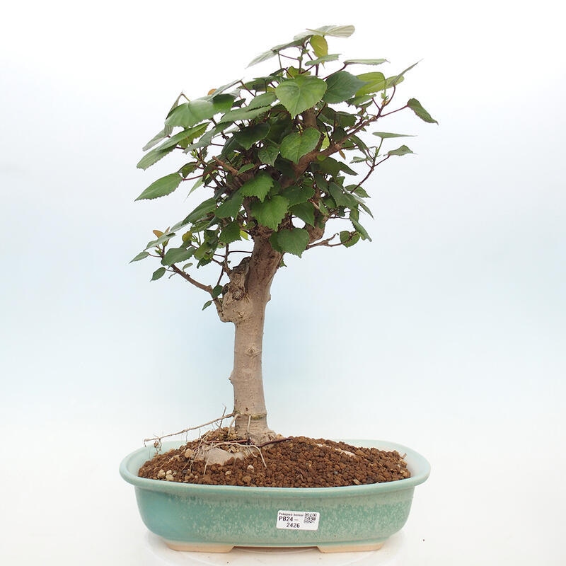 Pokojová bonsai - Hibiscus tiliaceus - Ibišek lípovitý, morský