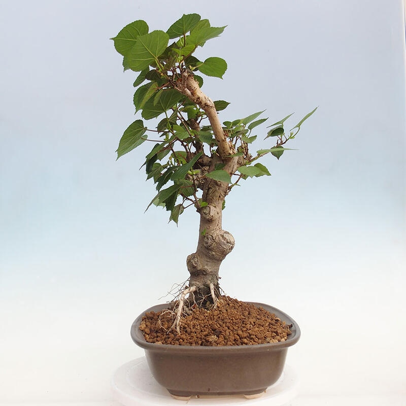 Pokojová bonsai - Hibiscus tiliaceus - Ibišek lípovitý, morský