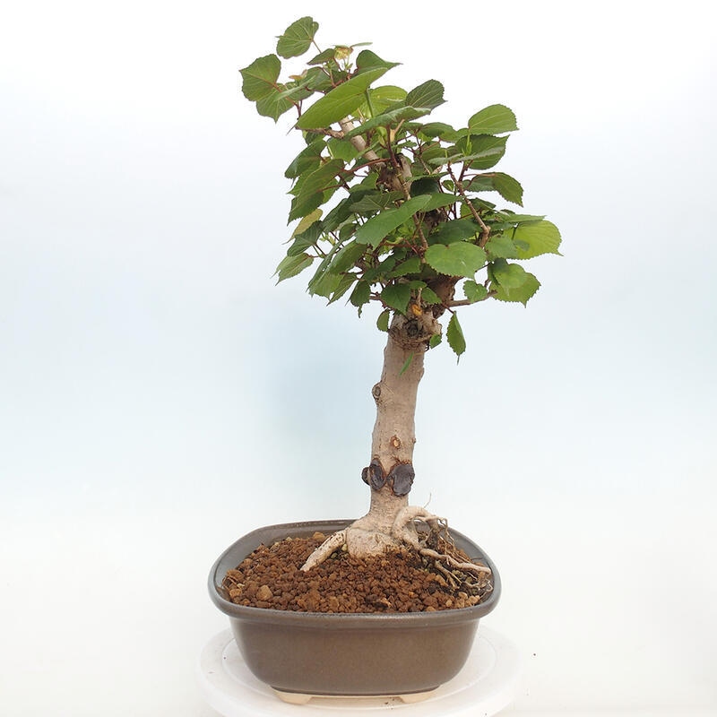 Pokojová bonsai - Hibiscus tiliaceus - Ibišek lípovitý, morský