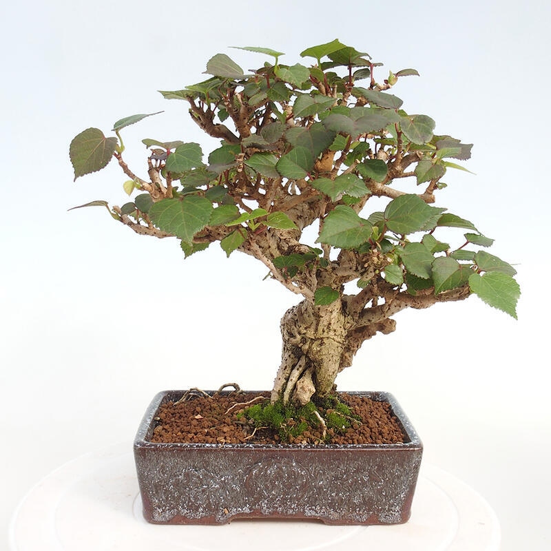 Pokojová bonsai - Hibiscus tiliaceus - Ibišek lípovitý, morský