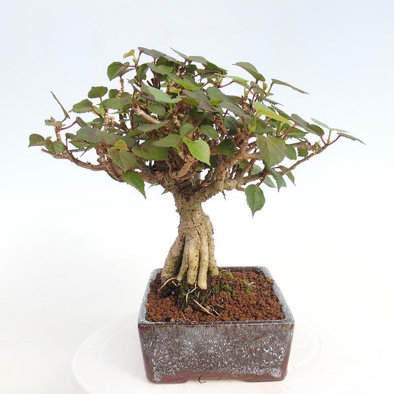 Pokojová bonsai - Hibiscus tiliaceus - Ibišek lípovitý, morský